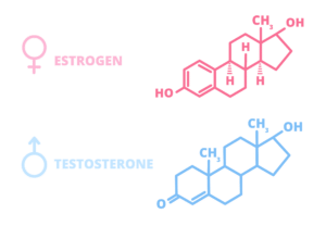 Diagram showing estrogen and testosterone hormones